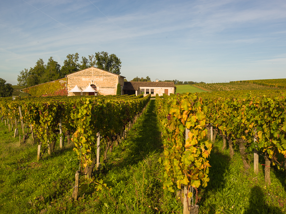 Winery, chai and vineyards of the famous Chateau Pavie-Macquin, Saint-Emilion, Bordeaux region, Department of the Gironde, France.