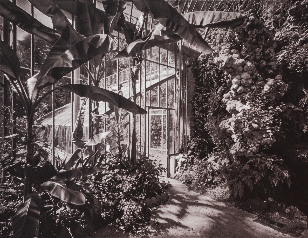 Serre du Château des Ravalet, Tourlaville, Cotentin, France. This gold-toned Kallitype print is part of the series Ferric, a large format analog photography study printed with iron-based alternative photography processes.