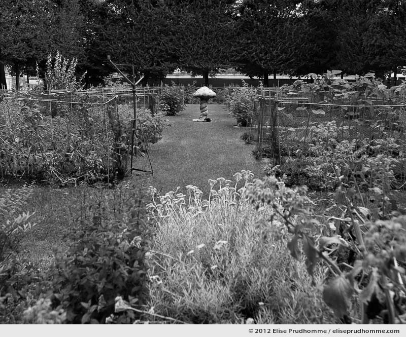 Potager or Vegetable Patch, Tuileries Garden, Paris, France, 2012 (part of the series Yours, Mine, Le Nôtre's) by Elise Prudhomme.