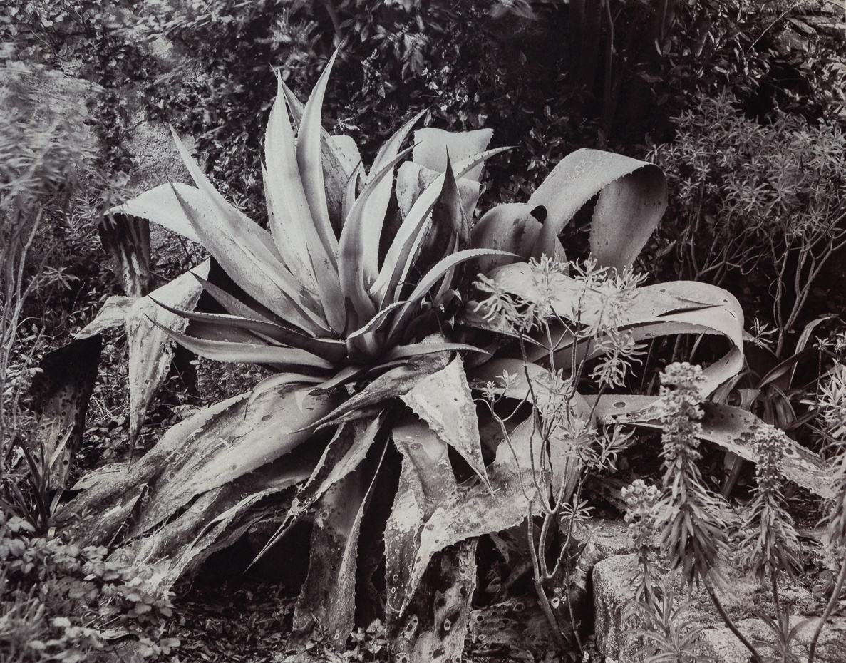 Blue agave (Agave franzosinii), Jardin marocain, Ile de Tatihou, France. This palladium-toned kallitype print is part of the series Ferric, a large format analog photography study printed with iron-based alternative photography processes.