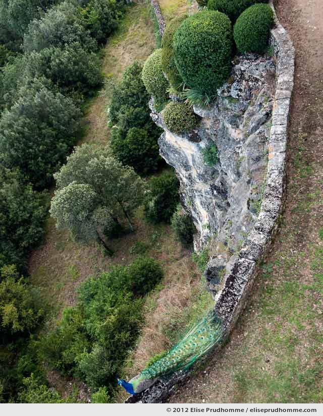 Peacock, The Suspended Gardens of Marqueyssac, Vezac, France, 2012 (series Notable Gardens of France) by Elise Prudhomme.