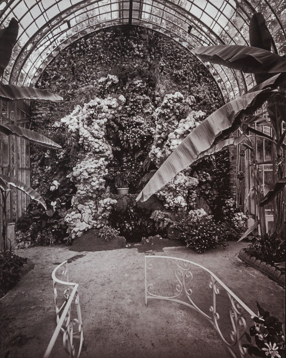 Serre du Château des Ravalet, Tourlaville, Cotentin, France. This gold-toned Kallitype print is part of the series Ferric, a large format analog photography study printed with iron-based alternative photography processes.