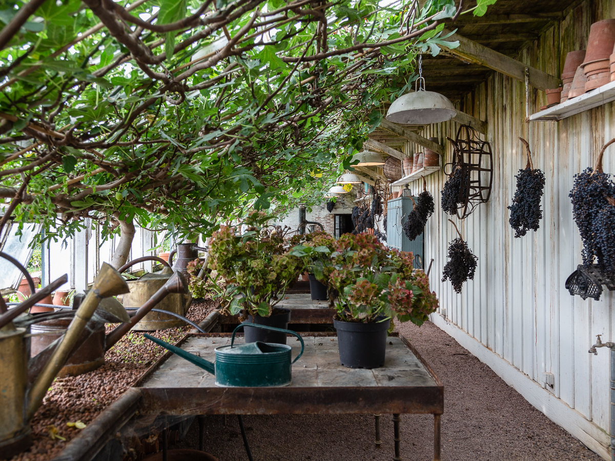 Greenhouse interior with fig tree espalier, Château du Champ de Bataille, Normandy, France.