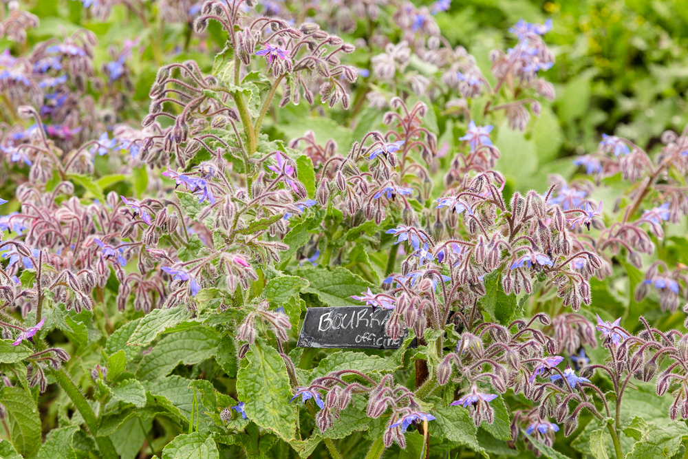 Organic borrage growing in the garden at the Sensitive Zone, Seine-Saint-Denis.  L'inauguration de la Ferme Urbaine de Saint-Denis le 11 mai 2019.  Zone Sensible / Parti Poétique et la Ferme Ouverte de Saint-Denis.