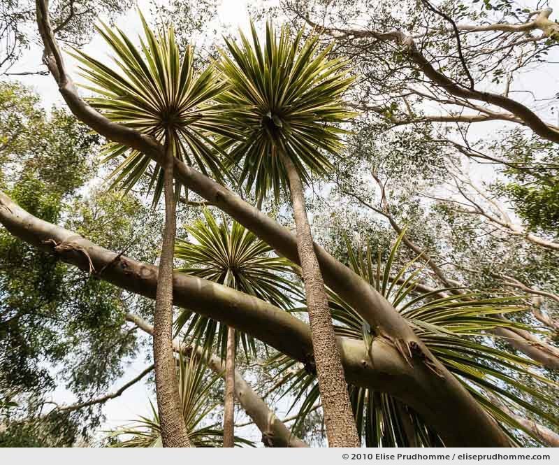 Eucalyptus, The Botanical Garden of Vauville, Normandy, France, 2010 (series Notable Gardens of France) by Elise Prudhomme.