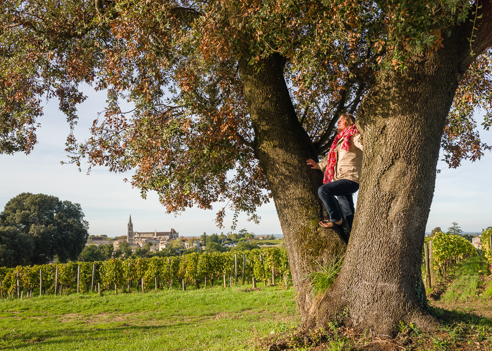 Century old oak trees at the Wine Estate Chateau Pavie Macquin, Saint Emilion, Bordeaux region, Gironde, France.