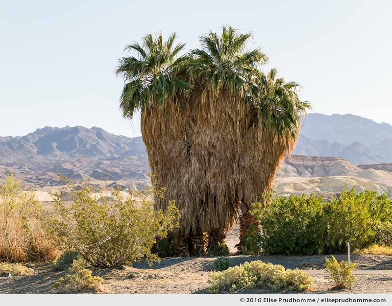 Washington Filifera in Death Valley National Park, California, USA, 2016 (series Wild Wild West) by Elise Prudhomme.