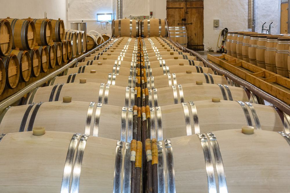 Oak barrel portrait in the barrel chai of Château Pavie Macquin, Saint Émilion, Bordeaux region, Department of the Gironde, France.