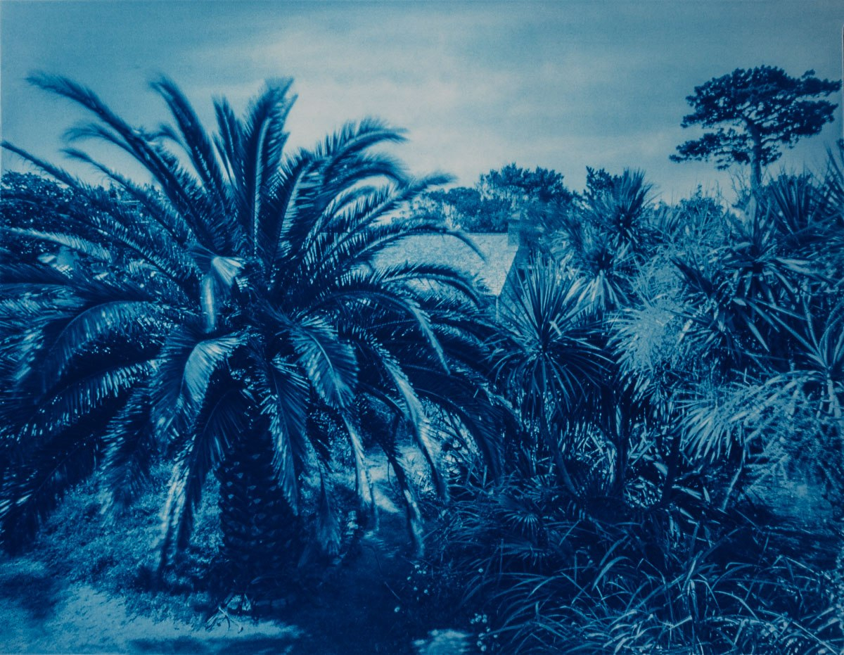Phoenix canariensis, Jardin d'acclimatation, Ile de Tatihou, France. This cyanotype print is part of the series Ferric, a large format analog photography study printed with iron-based alternative photography processes.