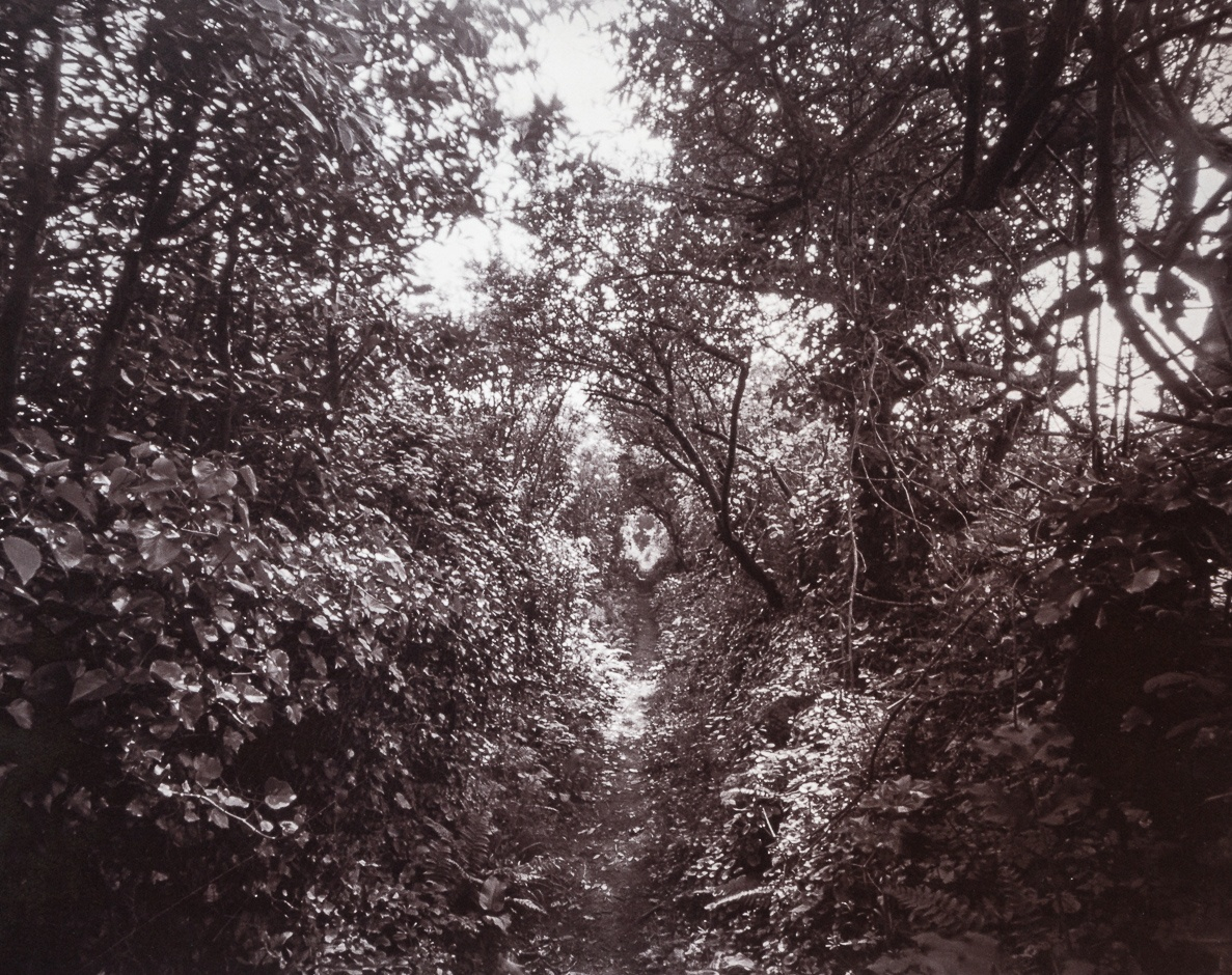 Chasse du Hameau Renouf, Fermanville, Cotentin, France. This palladium-toned kallitype print is part of the series Ferric, a large format analog photography study printed with iron-based alternative photography processes.