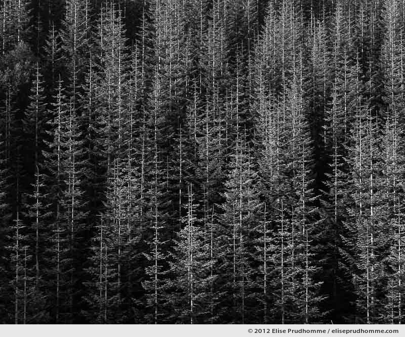 Pendleton, reforestation near Mount Saint Helens, Washington, USA. 2012 (series Wild Wild West) by Elise Prudhomme.