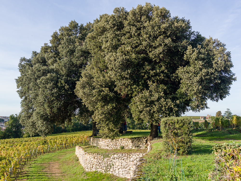 Century old oak trees at the Wine Estate Chateau Pavie Macquin, Saint Emilion, Bordeaux region, Gironde, France.