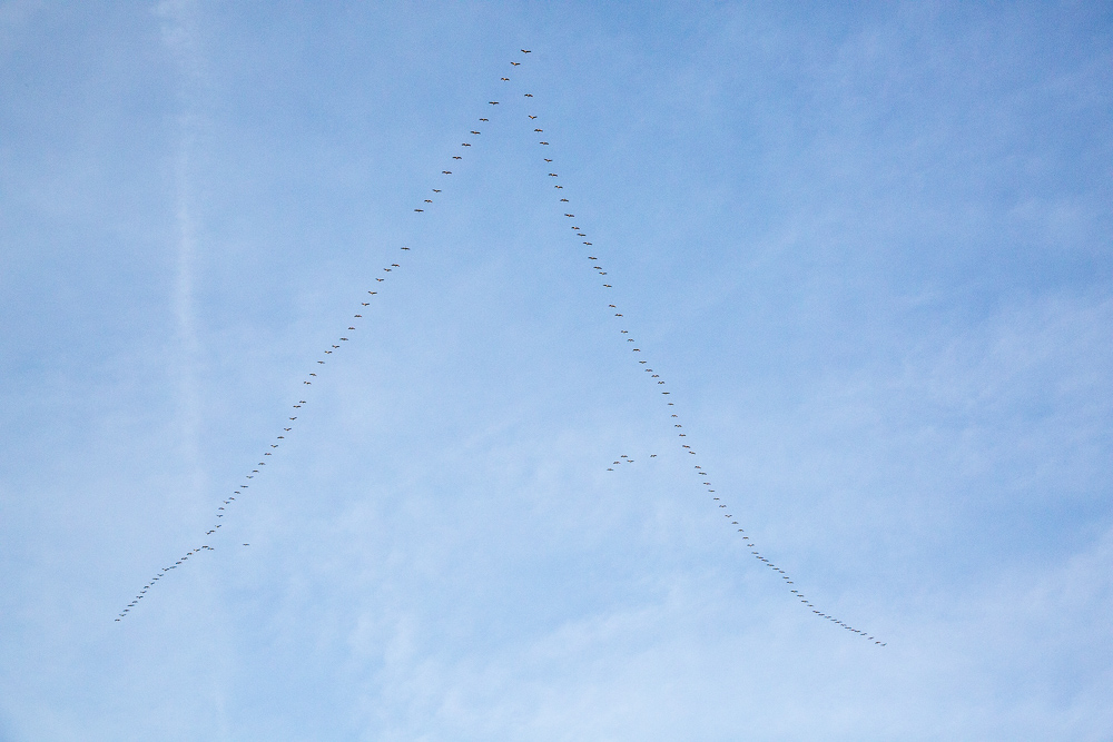 Large flock of grey herons flying in V formation over the town of Saint Emilion, Bordeaux region, Gironde, France.