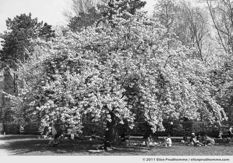 Bosquet Nord, Parc de Sceaux, France, 2011 (series Yours, Mine, Le Nôtre's) by Elise Prudhomme.