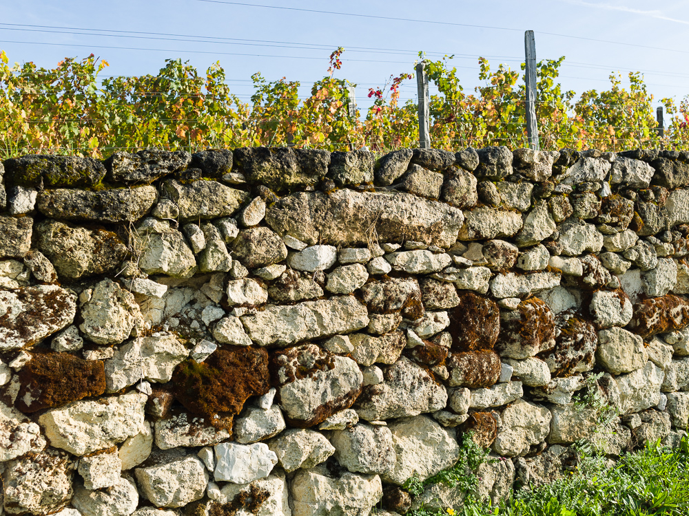 A clay-limestone bordering wall in the vineyards of Wine Estate Chateau Pavie Macquin, Saint Emilion, Bordeaux region, Gironde, France.
