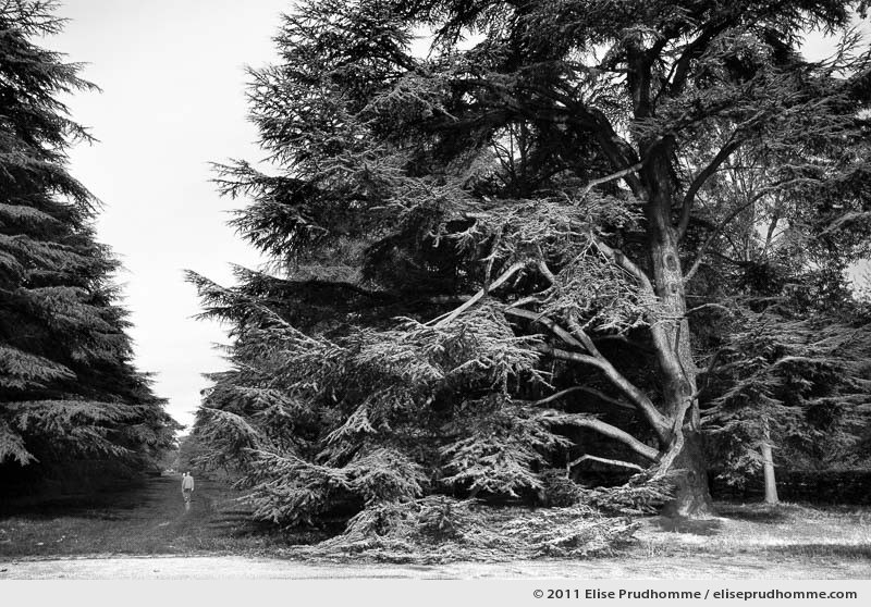 Cèdres, Parc de Sceaux, France, 2012 (series Yours, Mine, Le Nôtre's) by Elise Prudhomme.