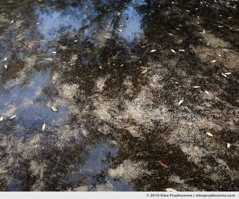 The basin of the Garden of Wisdom, The Botanical Garden of Vauville, Normandy, France, 2010 (series Notable Gardens of France) by Elise Prudhomme.