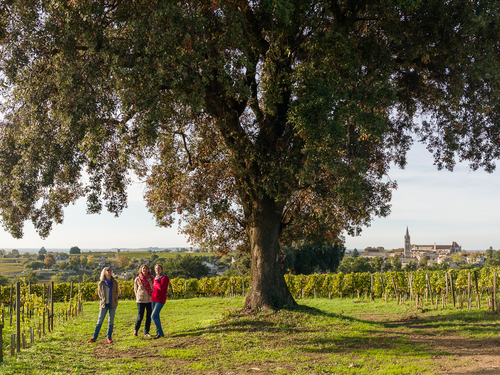Century old oak trees at the Wine Estate Chateau Pavie Macquin, Saint Emilion, Bordeaux region, Gironde, France.