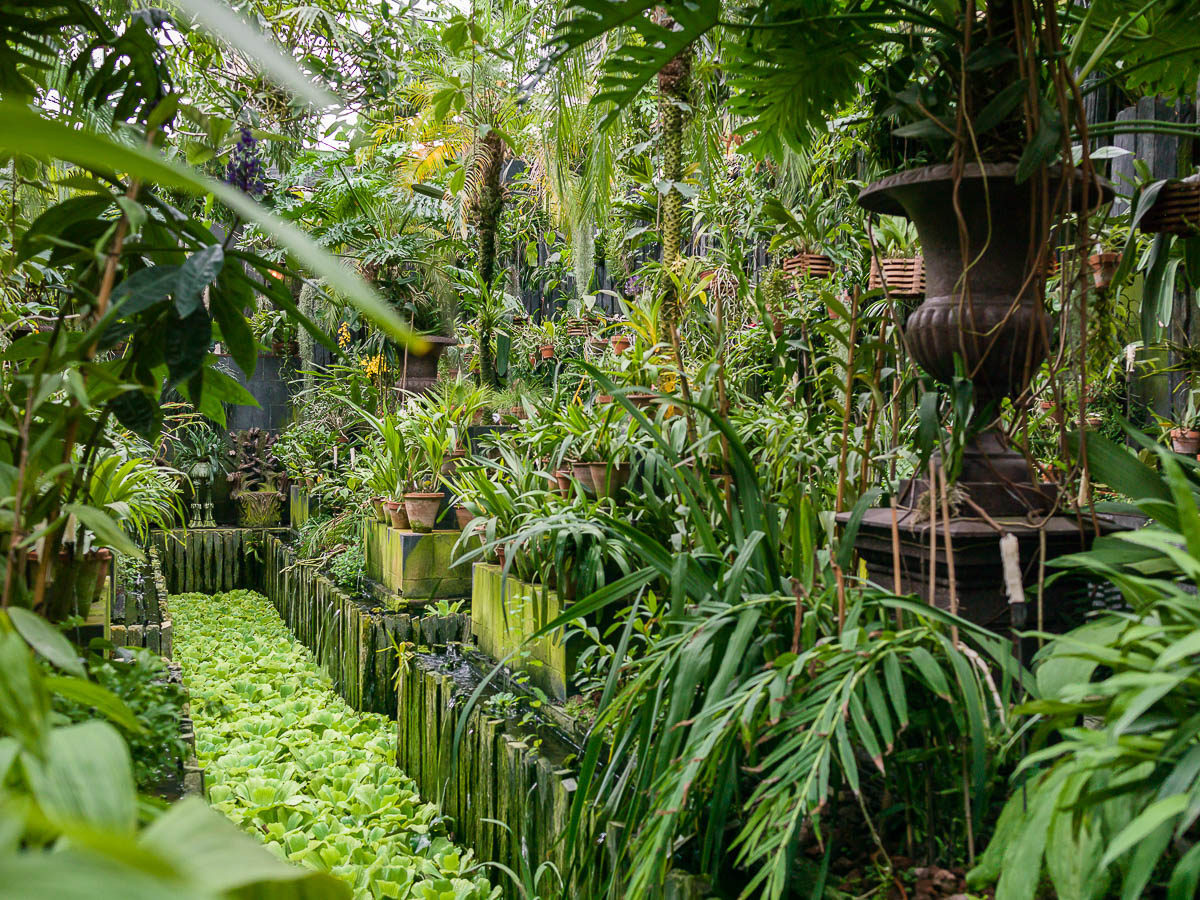 Greenhouse orchid collection and view of the water lettuces at the Château du Champ de Bataille, Normandy, France.