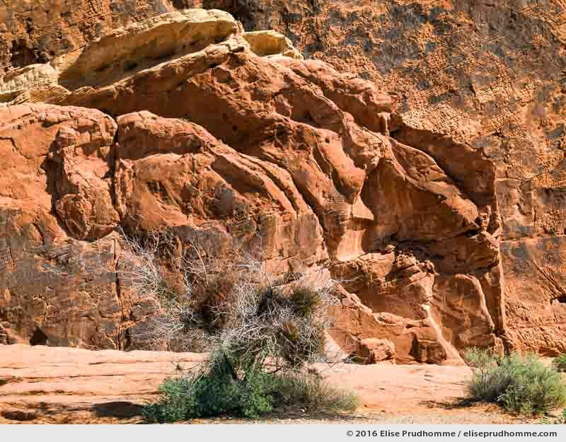 Cat-claw acacia infested with Desert Mistletoe, Valley of Fire State Park, Nevada, USA, 2016 (series Wild Wild West) by Elise Prudhomme.
